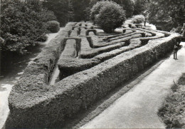 CPSM - S - ANGLETERRE - MIDDLESEX - HAMPTON COURT PALACE - THE MAZE - Middlesex