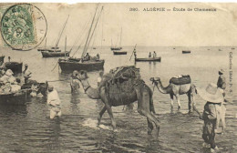 ALGERIE  Etude De Chameaux Animée RV - Autres & Non Classés