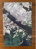 China Postal Card Postcard Travel Cherry Blossom Tree Japan Tourism Trees Flowers Flora Flower - Fiori