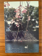 China Postal Card Postcard Travel Cherry Blossom Tree Lake Swan Japan Tourism Trees Flowers Flora Flower Animals Bird - Árboles