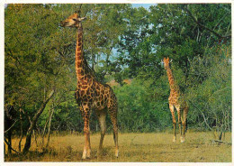 Animaux - Girafes - South Africa - CPM - Voir Scans Recto-Verso - Giraffes