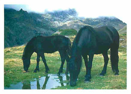 Animaux - Chevaux - Cheval De Merens - Le Mérens Forge Sa Rusticité Dès Son Plus Jeune âge Comme Ici Dans Les Montagnes  - Chevaux