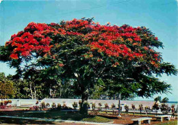 Antilles - Fleurs Des Antilles - Flamboyant - CPM - Voir Scans Recto-Verso - Sonstige & Ohne Zuordnung