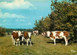 Animaux - Vaches - Pâturages D'Automne - CPM - Voir Scans Recto-Verso - Vaches