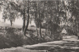 11916 - Zechlinerhütte - Ca. 1965 - Rheinsberg