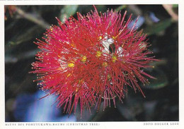 AK 212799 NEW ZEALAND - Blüte Des Pohutukawa-Baums - Neuseeland