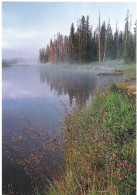 LEWIS RIVER, YELLOWSTONE, WYOMING, UNITED STATES. UNUSED  POSTCARD M5 - Yellowstone