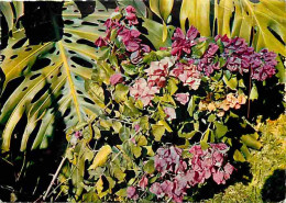 Antilles - Bougainvillees - Fleurs - CPM - Voir Scans Recto-Verso - Autres & Non Classés