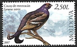 Moldova - MNH ** 2007  :    Black Grouse  -  Lyrurus Tetrix - Gallinacées & Faisans