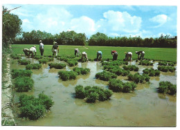 CAMPOS DE ARROZ, "ARRANCA" DEL PLANTEL / RICEFIELDS, UPROOTING OF THE PLANT BEFORE TRANSPLANTING.- VALENCIA.- (ESPAÑA). - Valencia