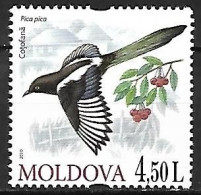 Moldova - MNH ** 2010  :    Eurasian Magpie  -  Pica Pica - Sperlingsvögel & Singvögel