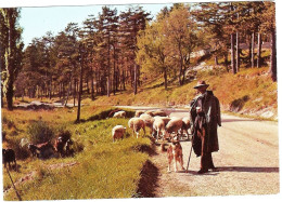 *CPM - Berger Avec Son Troupeau De Moutons - Landbouwers
