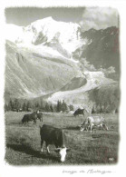 Animaux - Vaches - Image De Montagne - Pâturages Près Des Glaciers - CPM - Carte Neuve - Voir Scans Recto-Verso - Kühe