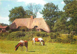 Animaux - Chevaux - Royaume-Uni - New Forest - Hampshire - A Typical Scene Near Brook With The Forest Ponies Grazing Pea - Pferde