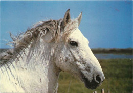 Animaux - Chevaux - Camargue - Tête De Cheval Camarguais - CPM - Voir Scans Recto-Verso - Pferde