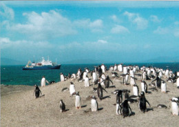 1 AK Falkland * Forschungsschiff Zwischen Den Falkland Inseln Und Eine Pinguin Kolonie * - Islas Malvinas