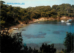 83* PORQUEROLLES Plage Alycastre CPM (10x15cm)         MA75-0340 - Porquerolles