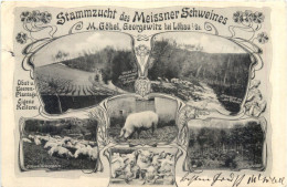 Georgewitz Bei Löbau - Stammzucht Des Meissner Schweines - Loebau