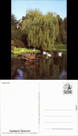 Ansichtskarte Walsrode Vogelpark - Pelikanweiher 1988 - Walsrode