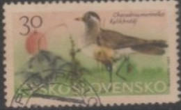 1965 CZECHOSLOVAKIA USED STAMP ON BIRD/Charadrius Morinellus / Mountain Birds - Piciformes (pájaros Carpinteros)