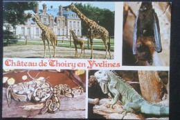 ► Cpsm  78 - THOIRY -  Zoo Du Château - Girafe Piton Iguane Chauve-souri Multi-vues - Thoiry