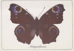 MARIPOSAS Animales Vintage Tarjeta Postal CPSM #PBS462.ES - Papillons