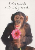 AFFE Tier Vintage Ansichtskarte Postkarte CPSM #PBS024.DE - Affen