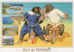 SCIMMIA Animale Vintage Cartolina CPSM #PBS025.IT - Monkeys