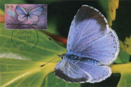 LIBYA 1981 Butterflies "Celastrina Argiolus" (maximum-card) #16 - Papillons