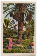 Algérie  . La Cueillette Des Dattes . 1950 - Métiers