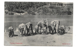 Postcard Ceylon Sri Lanka Elephants Including Young By River With Handlers Mahouts Unposted Skeen - Elefanti