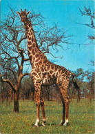Animaux - Girafes - CPM - Voir Scans Recto-Verso - Girafes