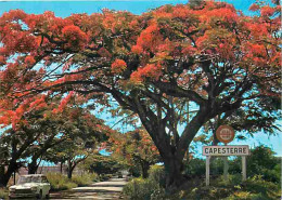 Antilles - Capesterre - Flamboyant - Automobiles - Carte Neuve - CPM - Voir Scans Recto-Verso - Otros & Sin Clasificación