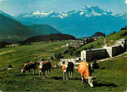 Animaux - Vaches - Suisse - Leysin - Hotel Reine Fabiola - Au Fond Les Dents-du-Midi - CPM - Voir Scans Recto-Verso - Vaches