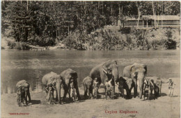 Ceylon - Elephants - Sri Lanka (Ceylon)