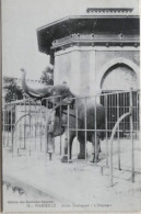 Carte Postale : 13 : MARSEILLE : Jardin Zoologique, L'Eléphant - Parken En Tuinen