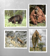 Y306 - VIGNETTES FROMAGERIE VACHE PICON - ANIMAUX SAUVAGE - IBEX GIRAFE BLACK BEAR ORANG OUTANG - Other & Unclassified