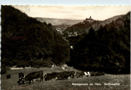 Wernigerode, Bollhasental - Wernigerode