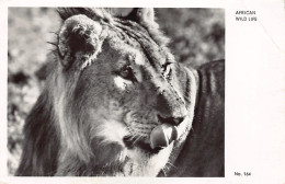 Kenya - African Wild Life - Lioness - Publ. Sapra Studio  - Kenia