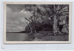 Mauritius - Group Of Trees - PHOTOGRAPH Postcard Size - Publ. Unknown  - Mauricio