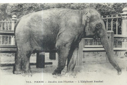 75 Paris Jardin Des Plantes L' Elephant Rachel - Parcs, Jardins