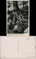 Ansichtskarte Buckow (Märkische Schweiz) Wurzelfichte 1955 - Buckow
