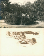 Postcard Tacna Parkanlage Peru South America 1922 - Peru