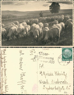 Ansichtskarte Beruf Landwirtschaft Schäfer Herde 1935  Stempel Saarabstimmung - Paysans