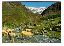 Les Pyrénées - Vallée De Héas Près De Gèdre - Midi-Pyrénées