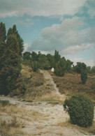 28148 - Lüneburger Heide - Wilseder Berg - 1963 - Lüneburger Heide