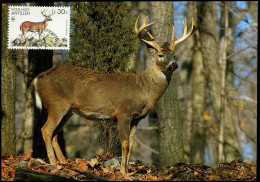 Nederlandse Antillen - Deer - Selvaggina