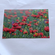 Azerbaijan 2017 Maximum Card The Nature Of Azerbaijan Field With Poppies - Azerbaijan