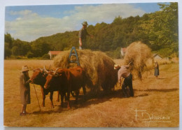 ATTELAGE BOEUF / Transport Du Foin - Travail Dans Les Champs / Agriculture - Paysan - Carte Postale Photo F. DEBAISIEUX - Teams