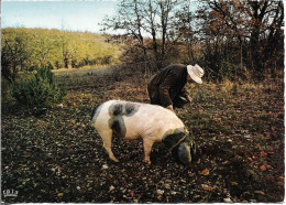 CPSM. PERIGORD. COCHON CHERCHEUR DE TRUFFES. - Pigs